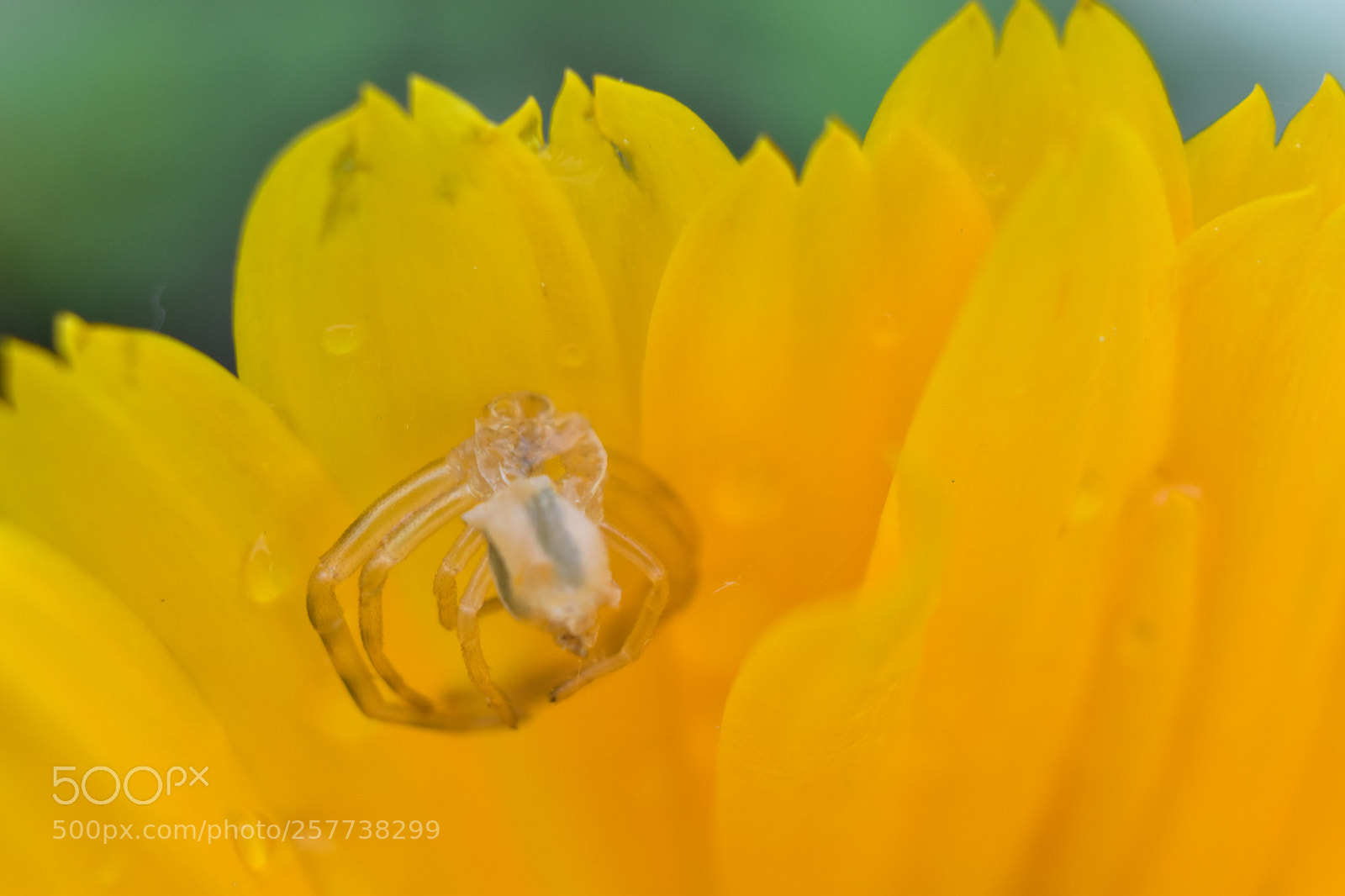 Nikon D5600 sample photo. Baby spider photography