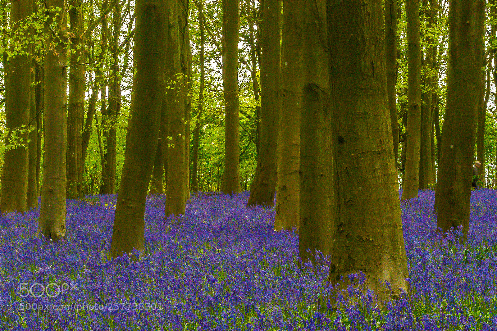Nikon D500 sample photo. Badbury clump photography