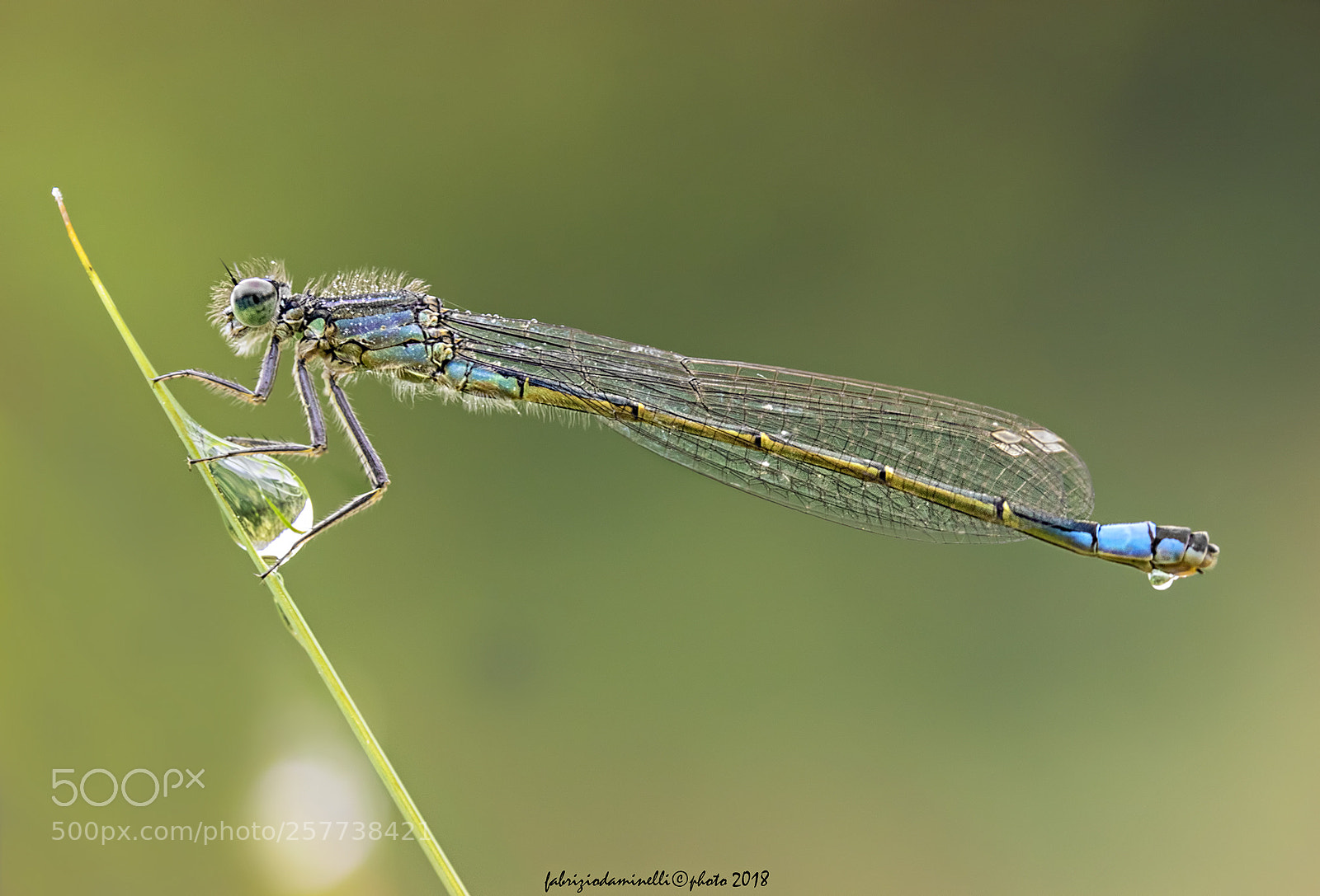 Canon EOS 7D Mark II sample photo. Common bluetail photography
