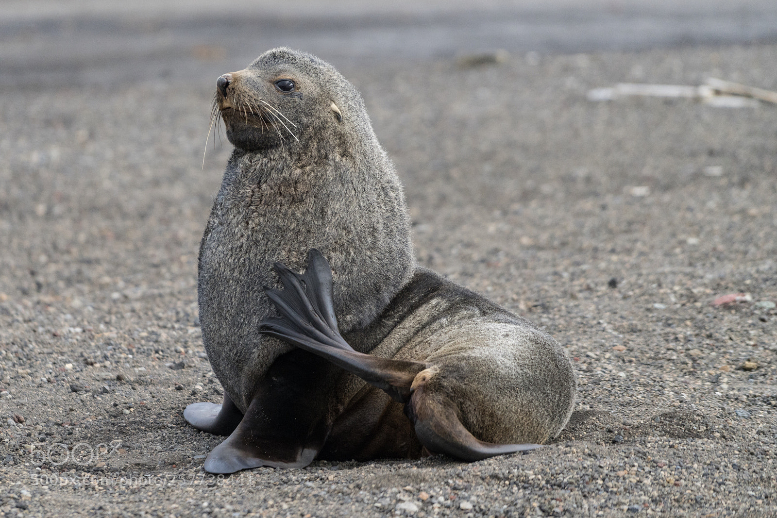 Sony a7R II sample photo. Deception island photography