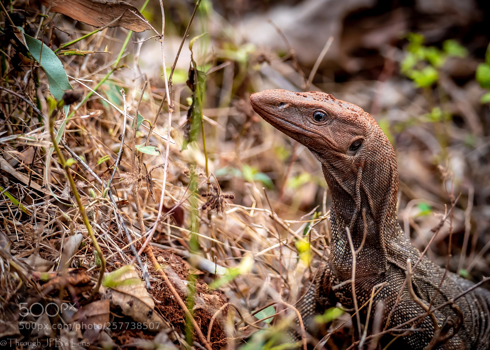 Nikon D750 sample photo. Just a lizard photography