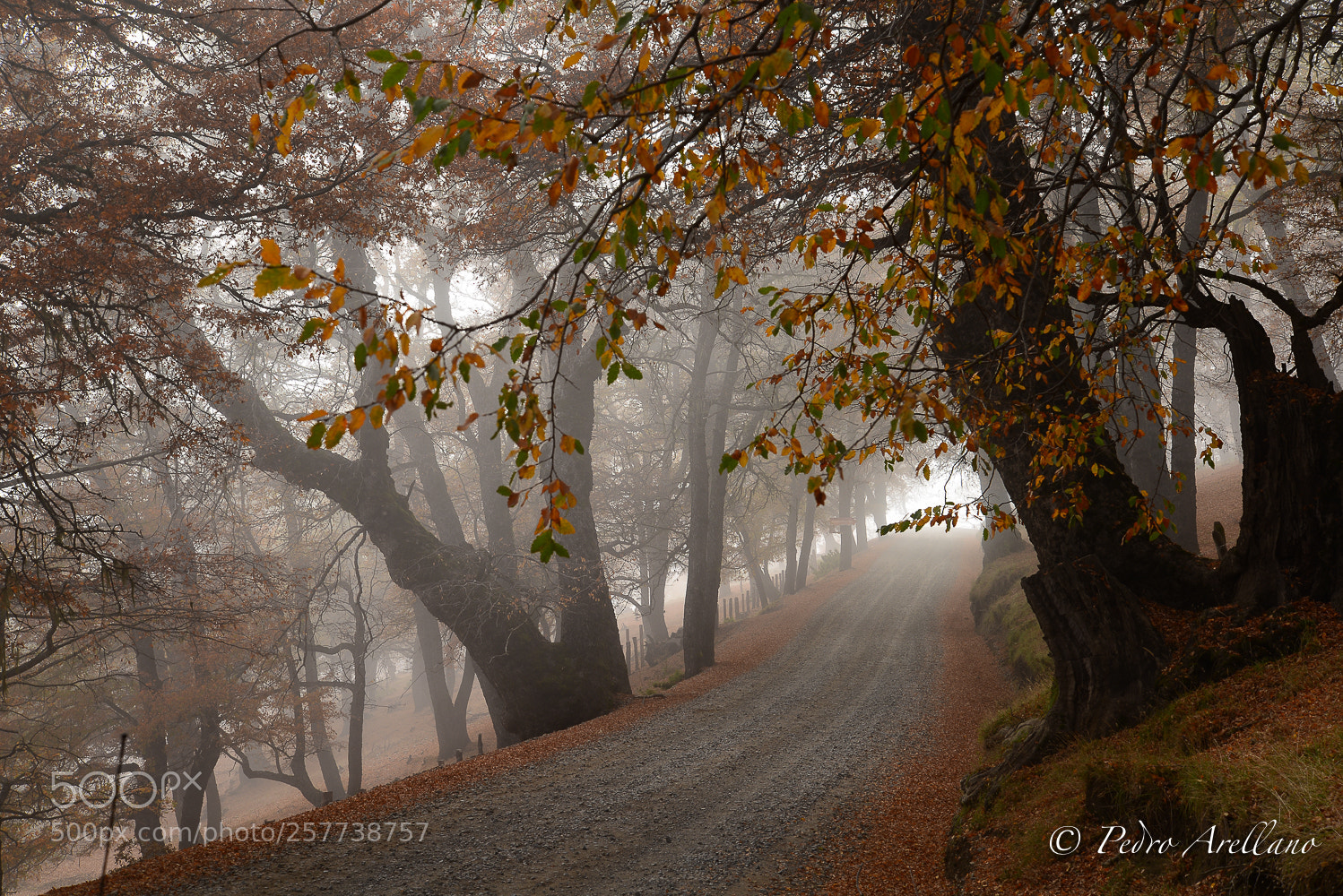 Nikon D610 sample photo. Autumnal fog photography