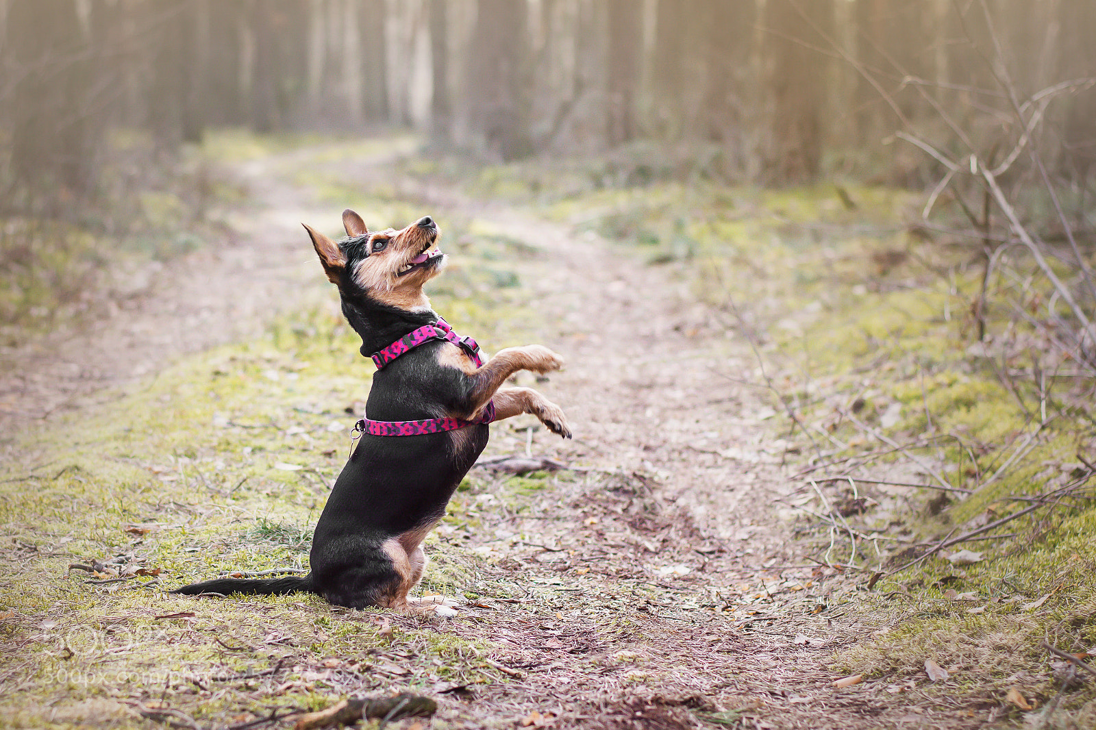 Nikon D7200 sample photo. ⭐ nela the dog ⭐ photography