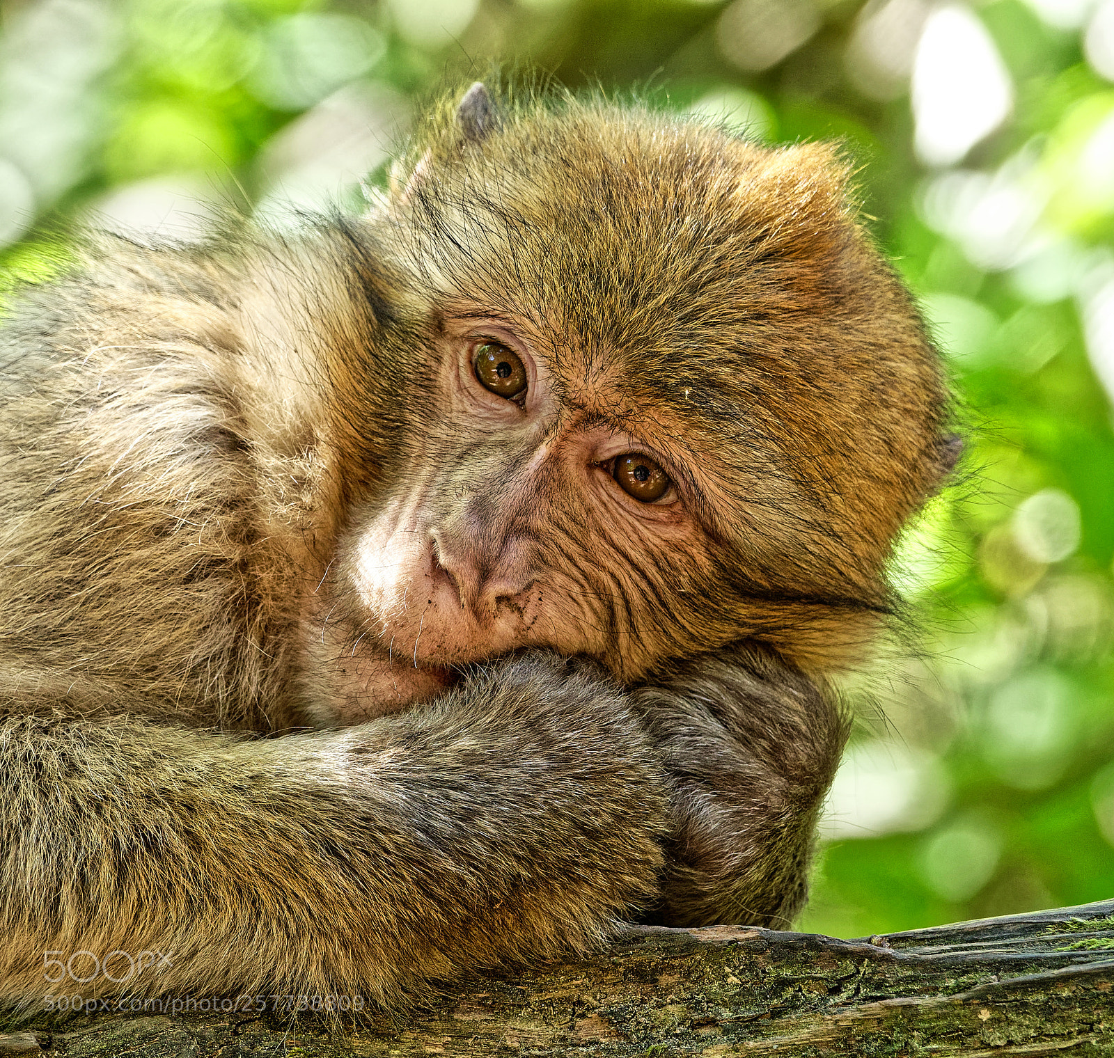 Sony Cyber-shot DSC-RX10 III sample photo. La montagne des singes photography