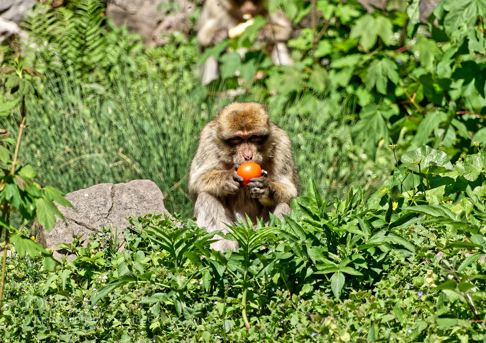 Sony Cyber-shot DSC-RX10 III sample photo. La montagne des singes photography