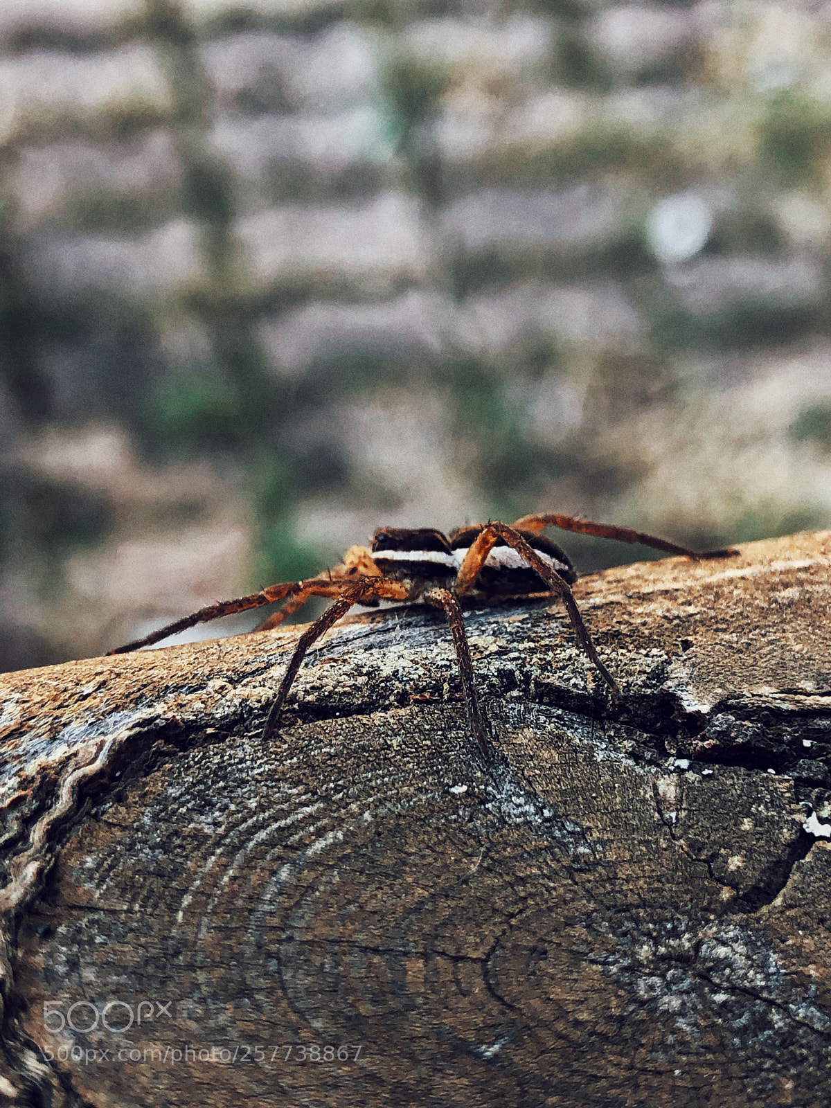 Apple iPhone 8 Plus sample photo. Untitled photography