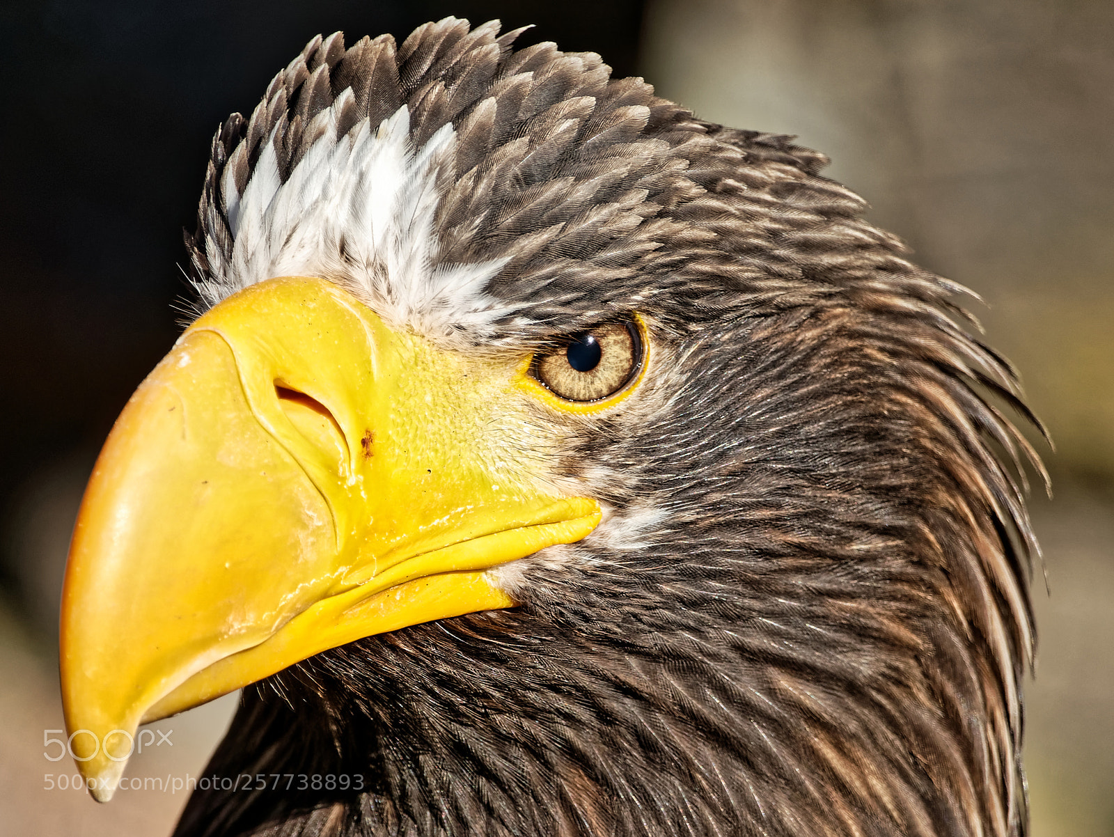 Sony Cyber-shot DSC-RX10 III sample photo. La volerie de de photography