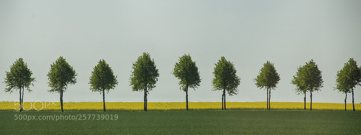 Nikon D800 sample photo. Street of trees photography
