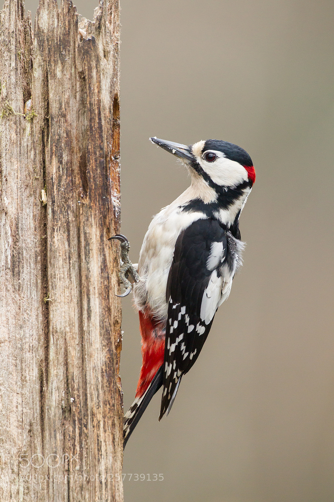 Canon EOS-1D Mark IV sample photo. Great spotted woodpecker photography