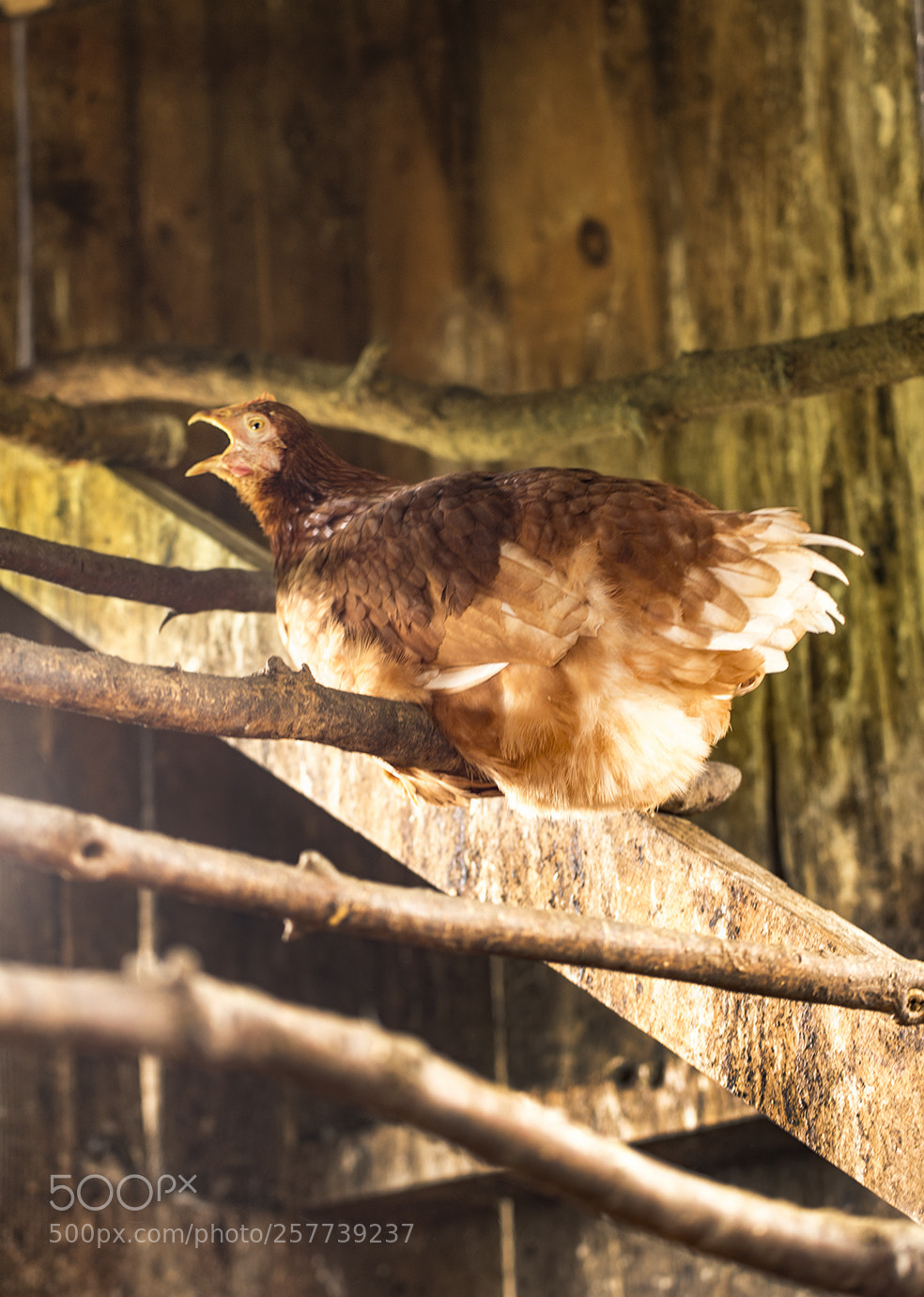Nikon Df sample photo. Inside the coop photography