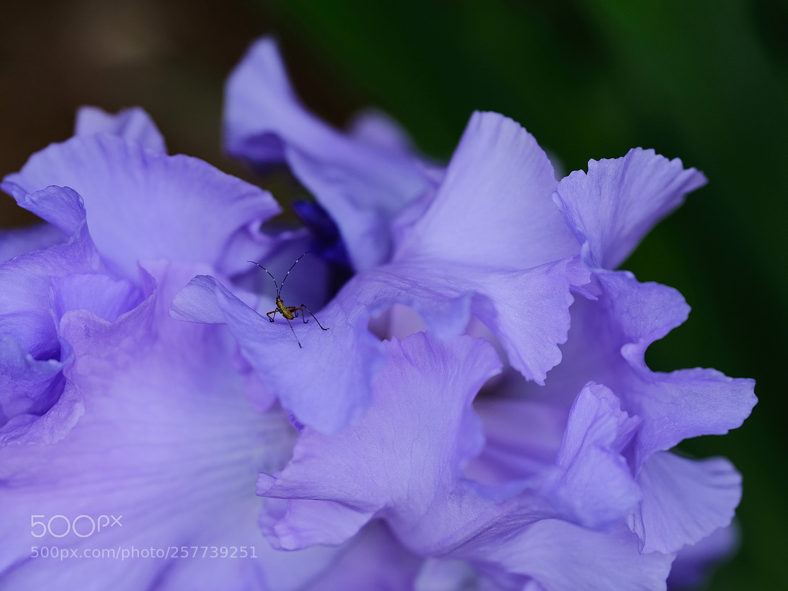 Fujifilm GFX 50S sample photo. An iris and an photography