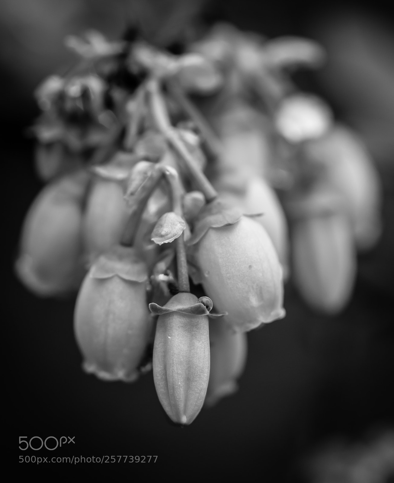 Nikon D5500 sample photo. Ryker lake flowers photography