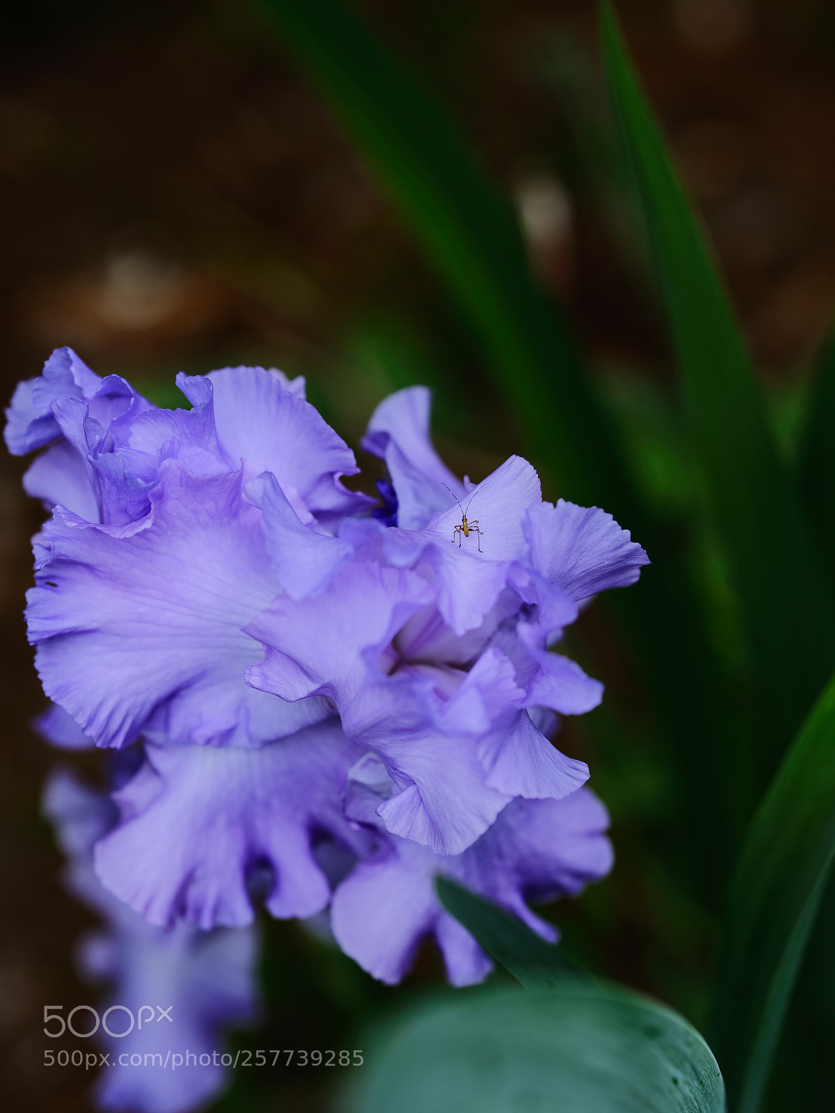Fujifilm GFX 50S sample photo. An iris and an photography