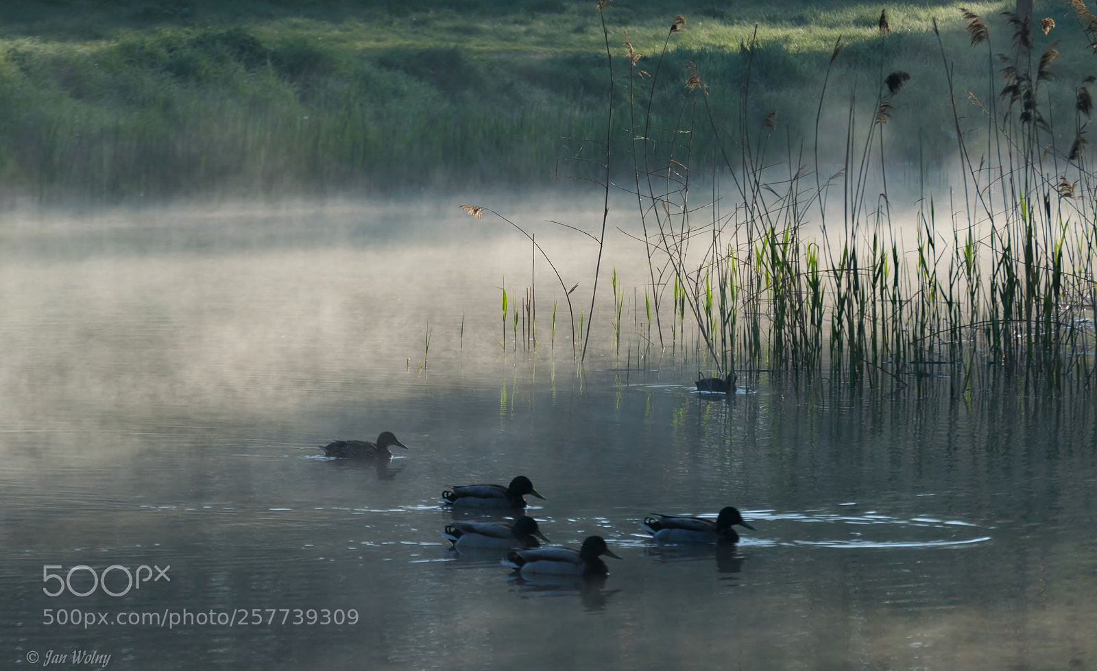 Nikon D3300 sample photo. Duck idyll - v photography