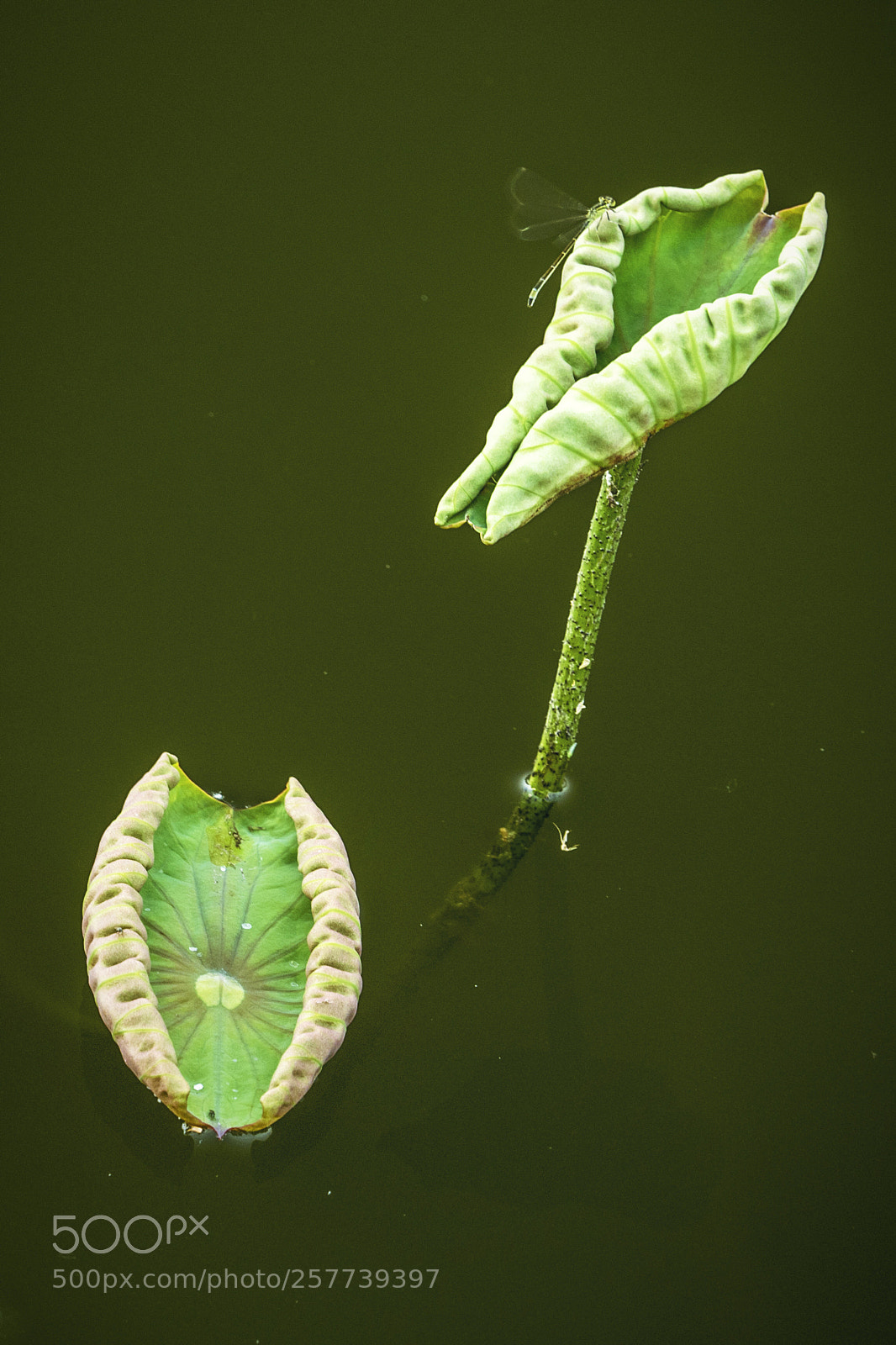 Olympus OM-D E-M10 II sample photo. New lotus photography