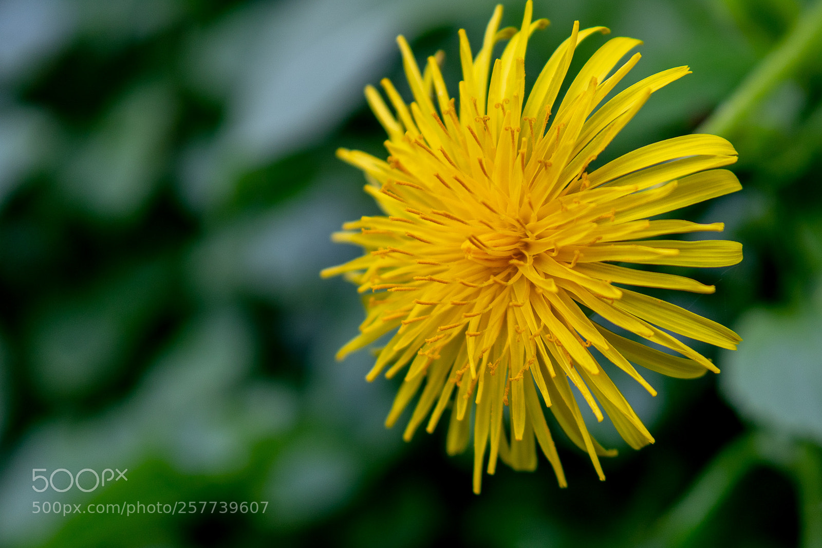 Canon EOS 750D (EOS Rebel T6i / EOS Kiss X8i) sample photo. Yellow flower photography