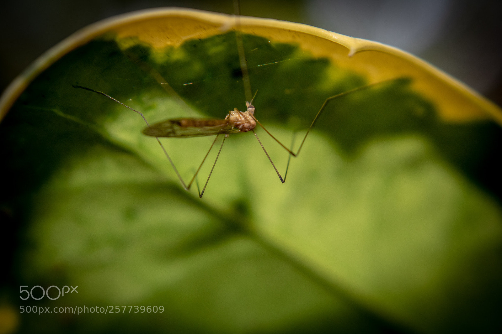 Canon EOS 750D (EOS Rebel T6i / EOS Kiss X8i) sample photo. Insect photography