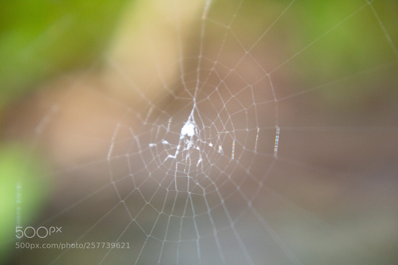 Canon EOS 750D (EOS Rebel T6i / EOS Kiss X8i) sample photo. Spiderweb photography