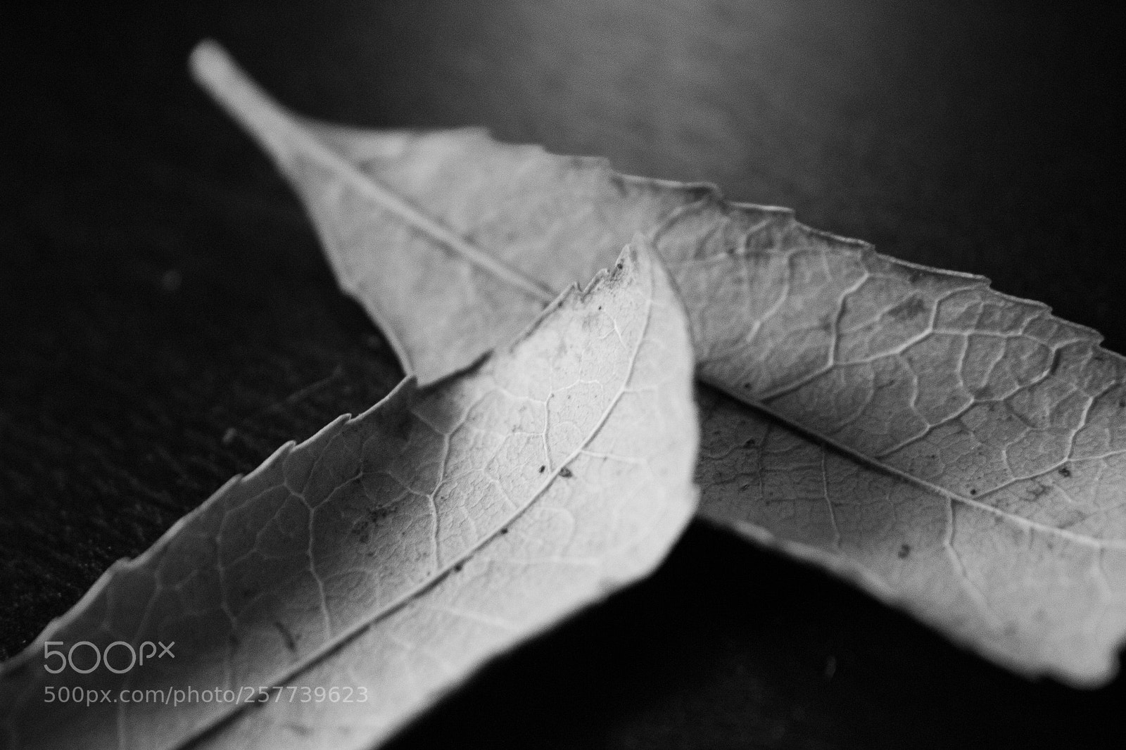 Canon EOS 750D (EOS Rebel T6i / EOS Kiss X8i) sample photo. Leaf photography