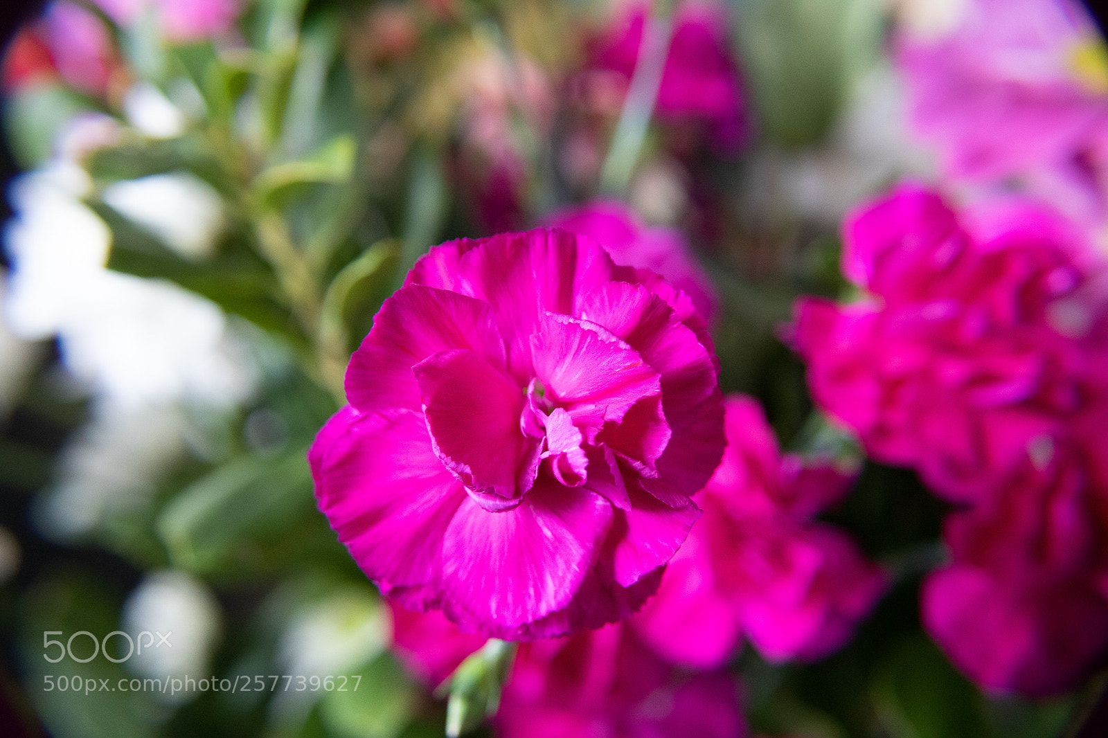 Canon EOS 750D (EOS Rebel T6i / EOS Kiss X8i) sample photo. Flower photography