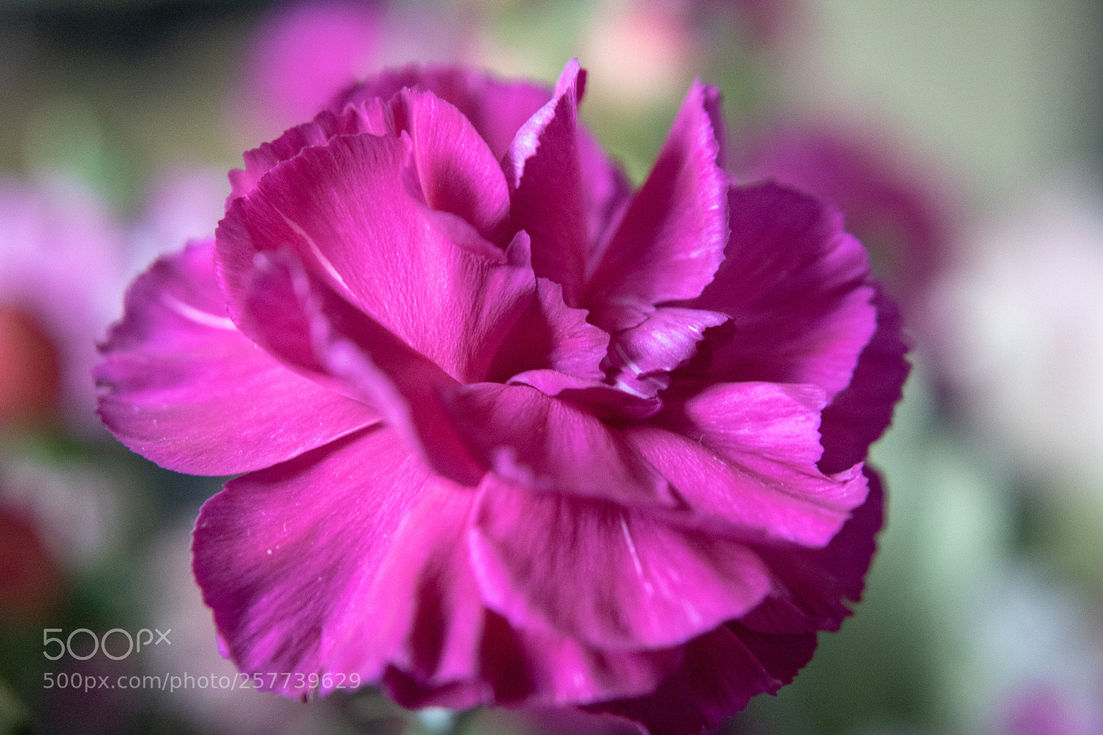 Canon EOS 750D (EOS Rebel T6i / EOS Kiss X8i) sample photo. Flower photography