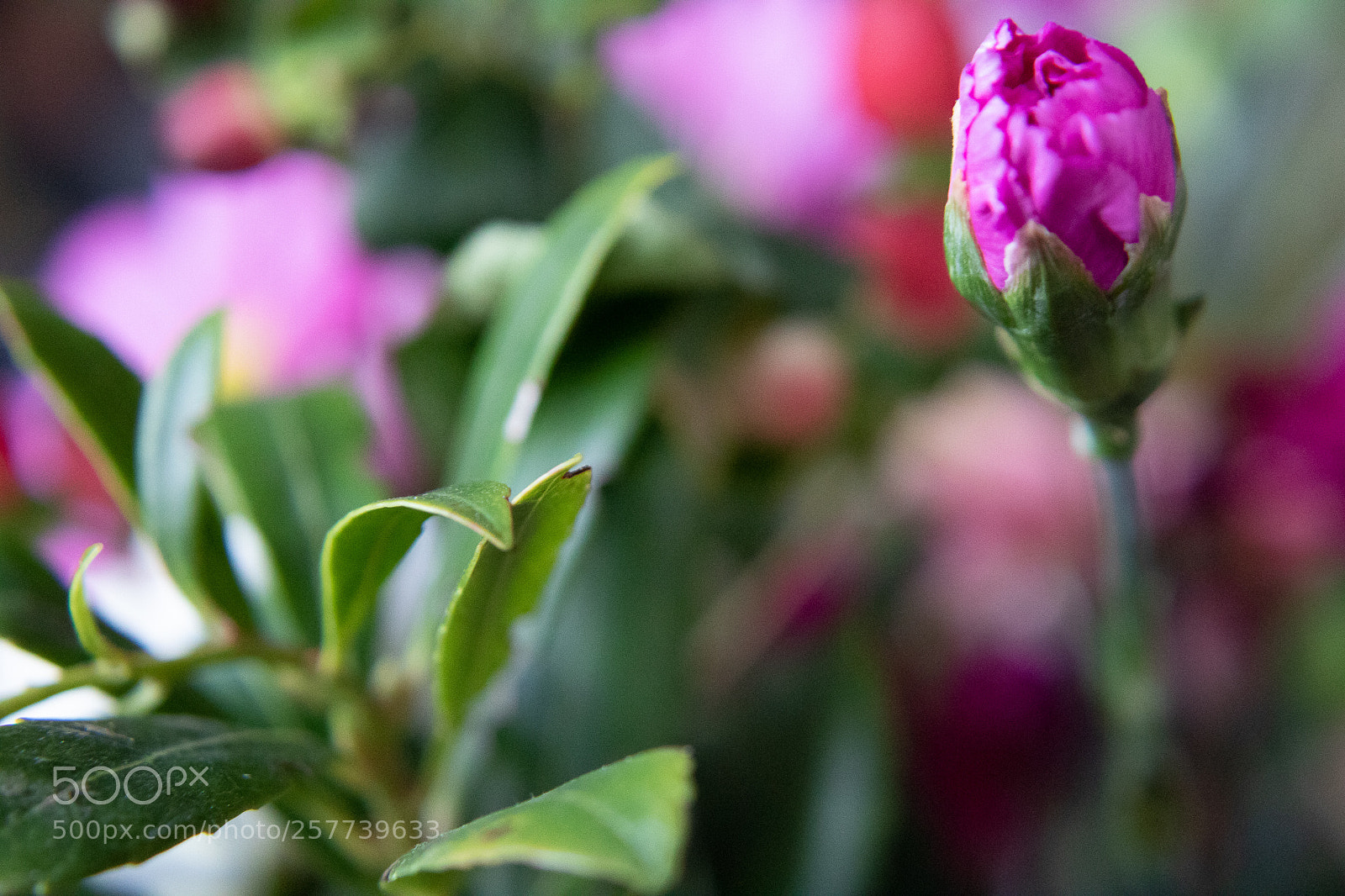 Canon EOS 750D (EOS Rebel T6i / EOS Kiss X8i) sample photo. Flower photography