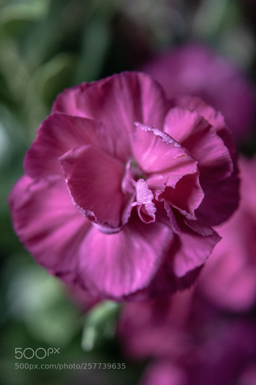 Canon EOS 750D (EOS Rebel T6i / EOS Kiss X8i) sample photo. Flower photography
