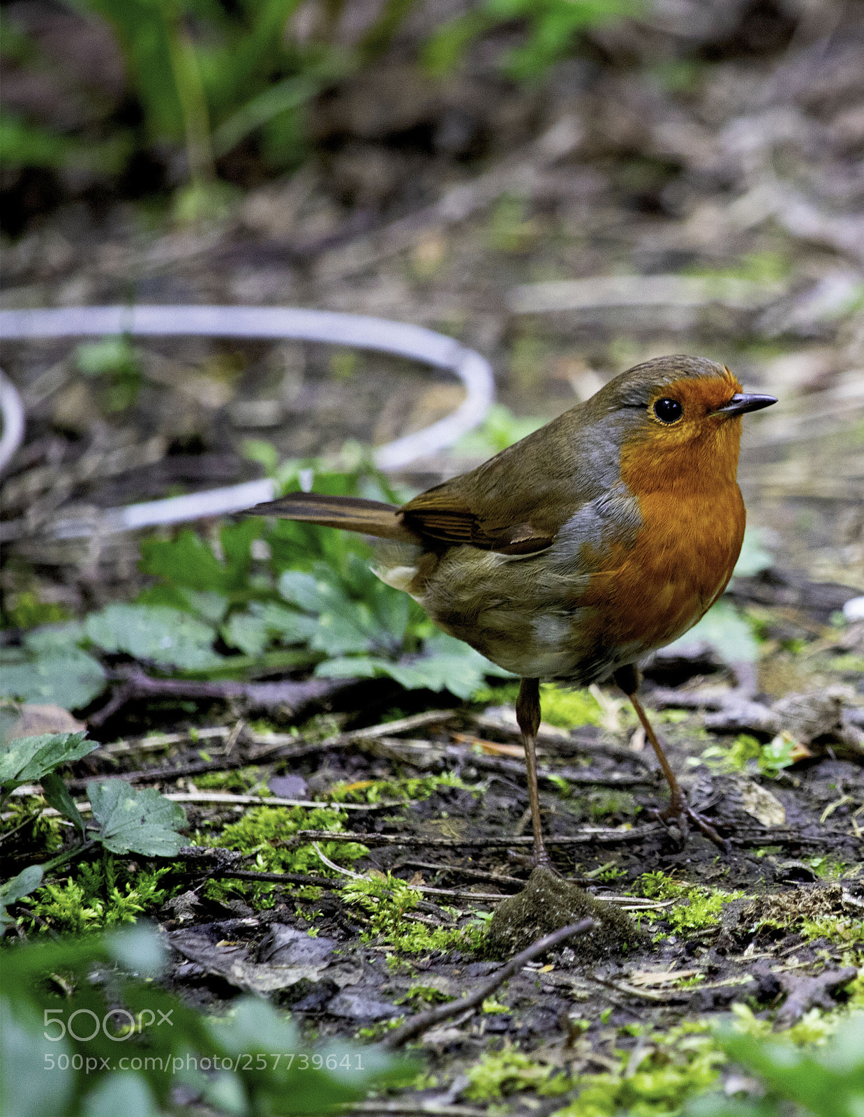 Canon EOS 750D (EOS Rebel T6i / EOS Kiss X8i) sample photo. Robin photography