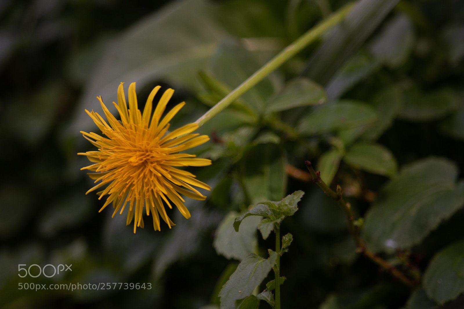 Canon EOS 750D (EOS Rebel T6i / EOS Kiss X8i) sample photo. Samo samo photography