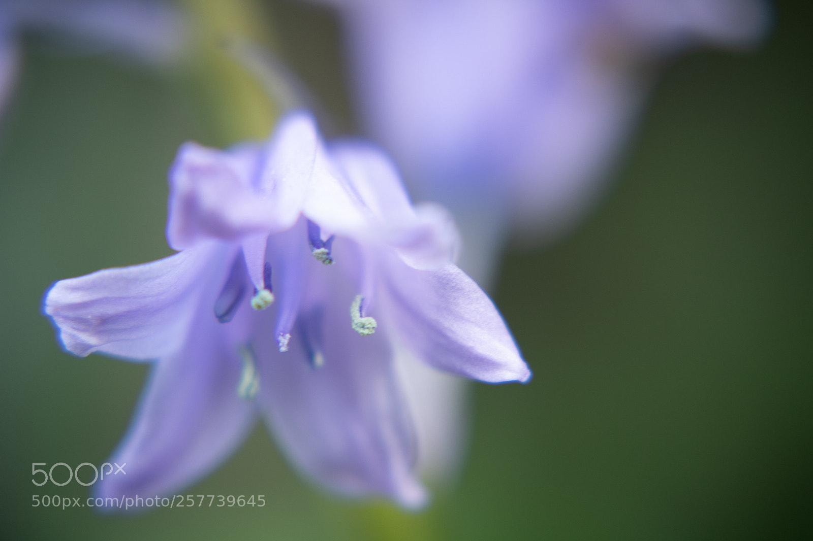 Canon EOS 750D (EOS Rebel T6i / EOS Kiss X8i) sample photo. Flower photography