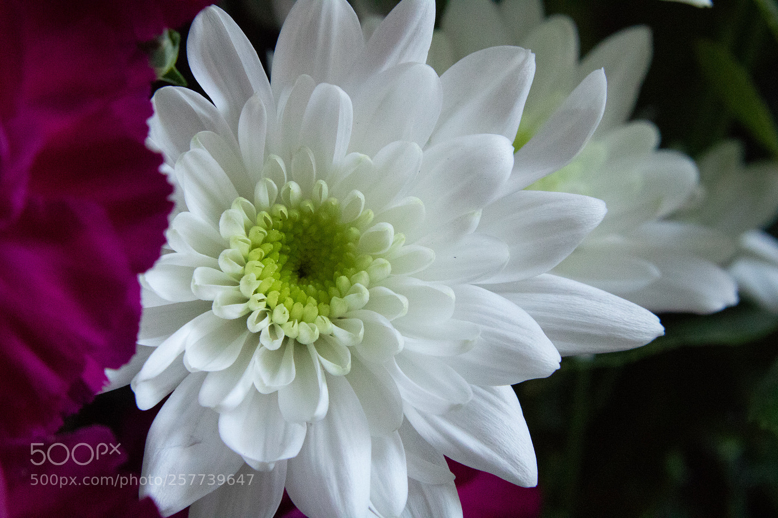 Canon EOS 750D (EOS Rebel T6i / EOS Kiss X8i) sample photo. White flower photography