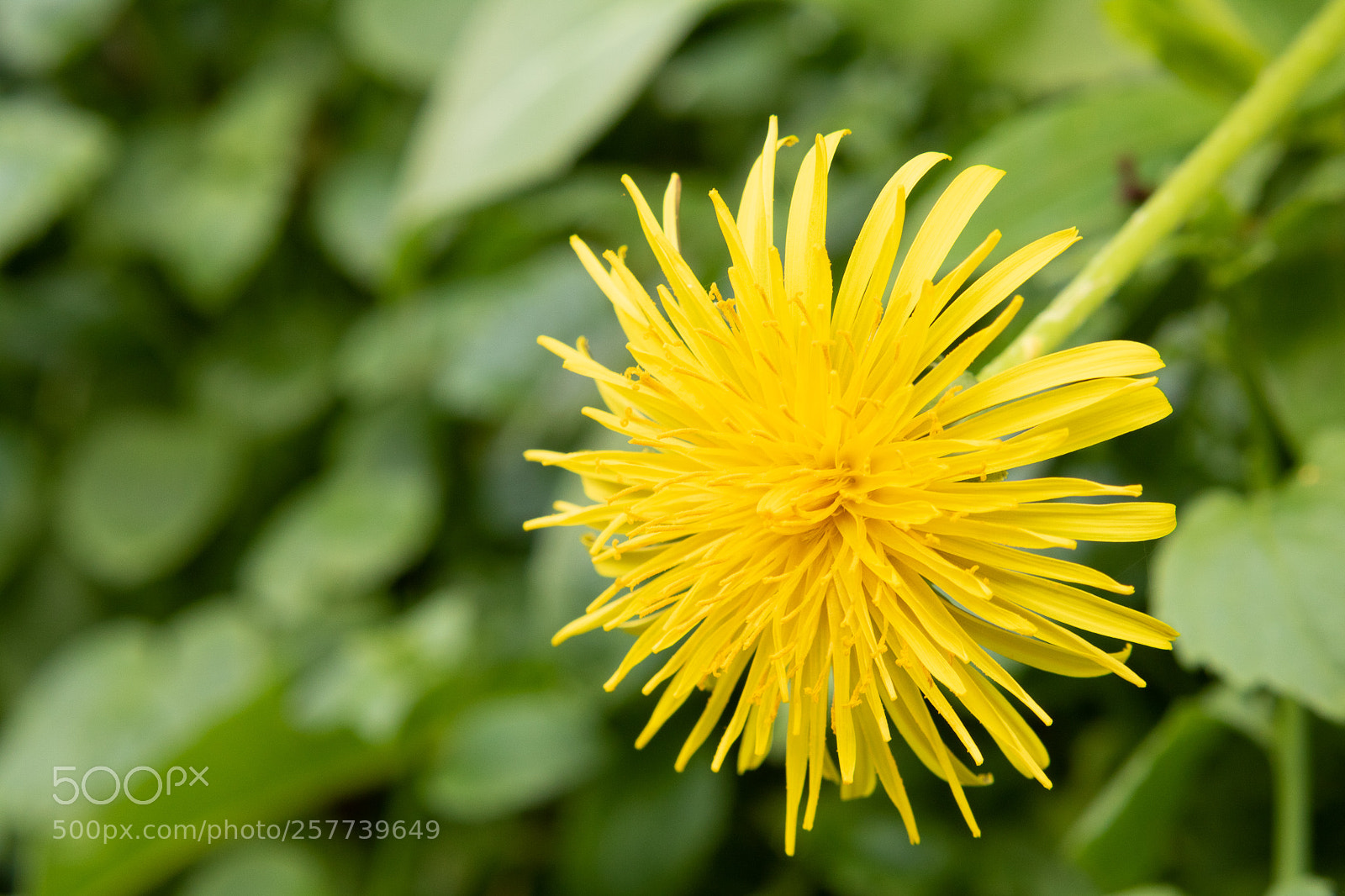 Canon EOS 750D (EOS Rebel T6i / EOS Kiss X8i) sample photo. Yellow flower photography