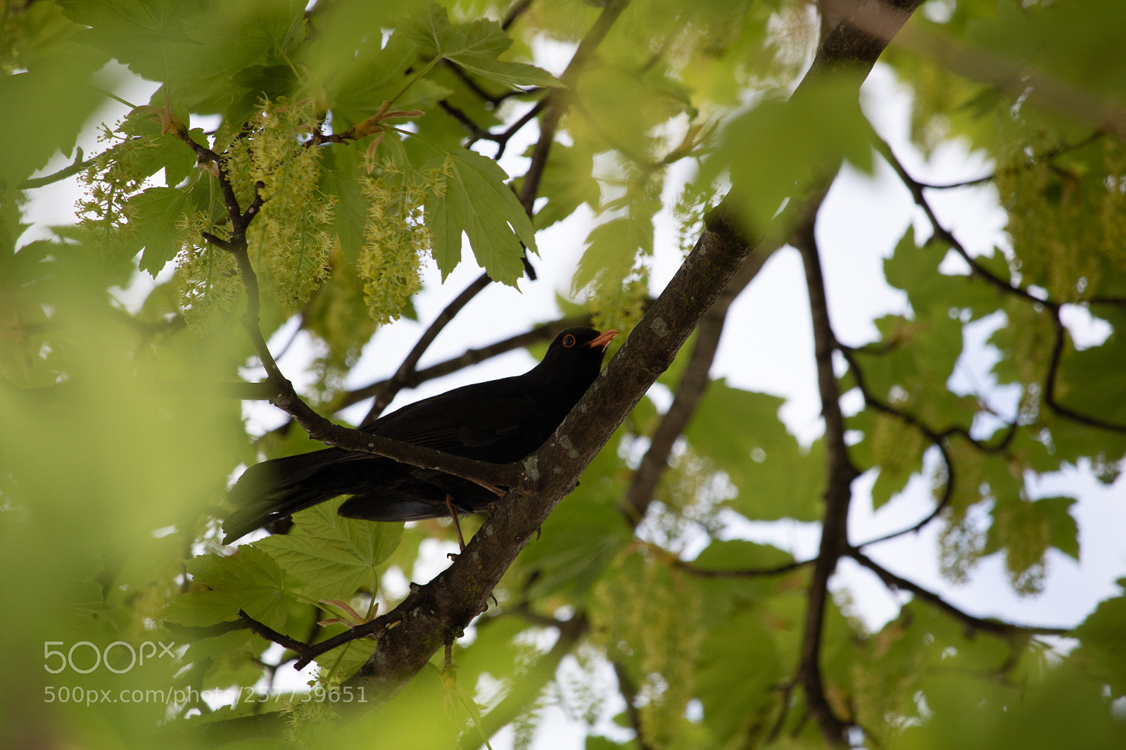 Canon EOS 750D (EOS Rebel T6i / EOS Kiss X8i) sample photo. Bird in a tree photography