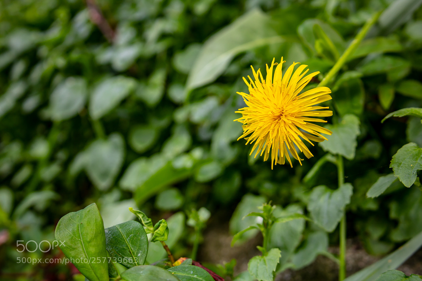 Canon EOS 750D (EOS Rebel T6i / EOS Kiss X8i) sample photo. Yellow flower photography