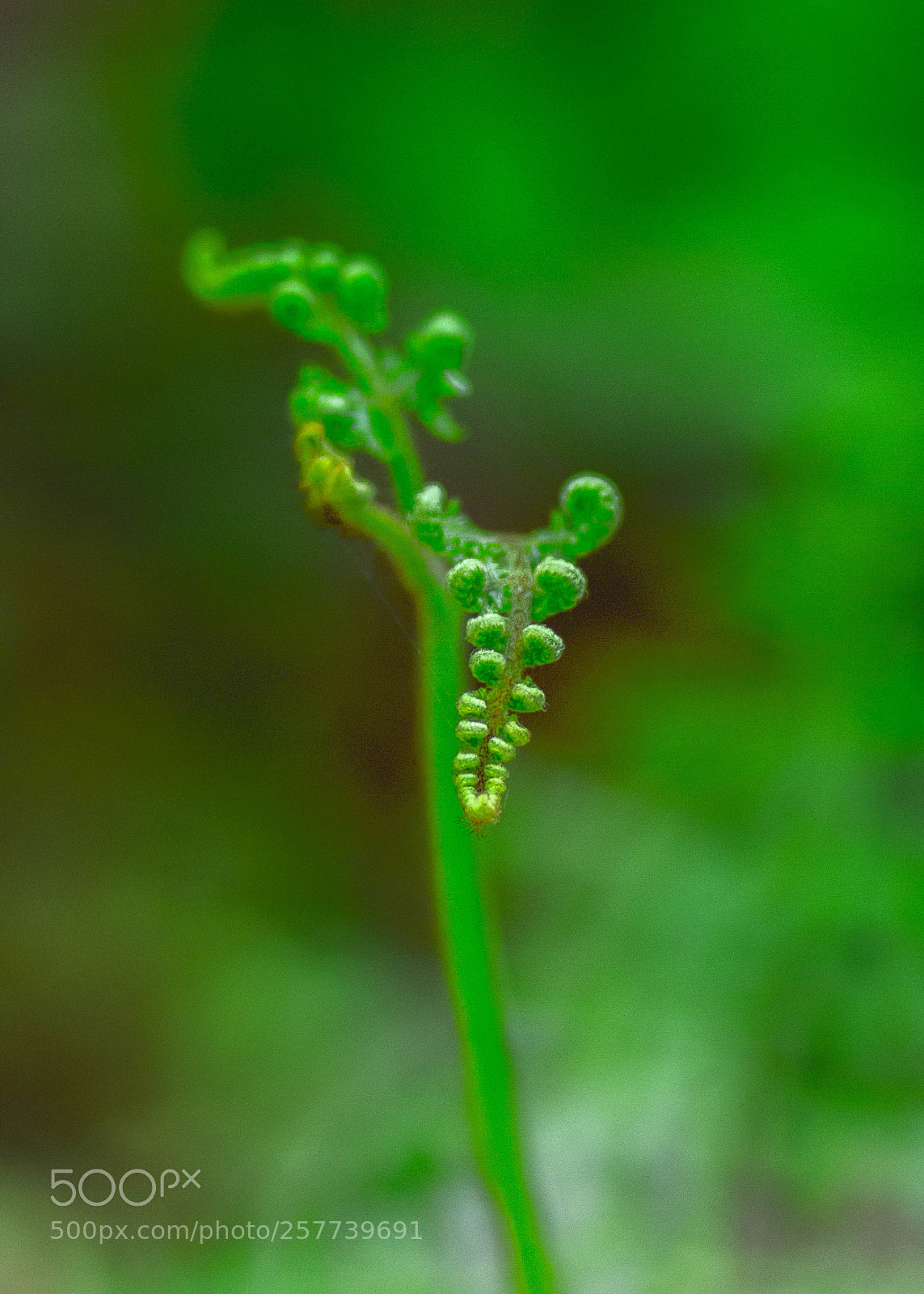 Canon EOS 70D sample photo. New plant photography