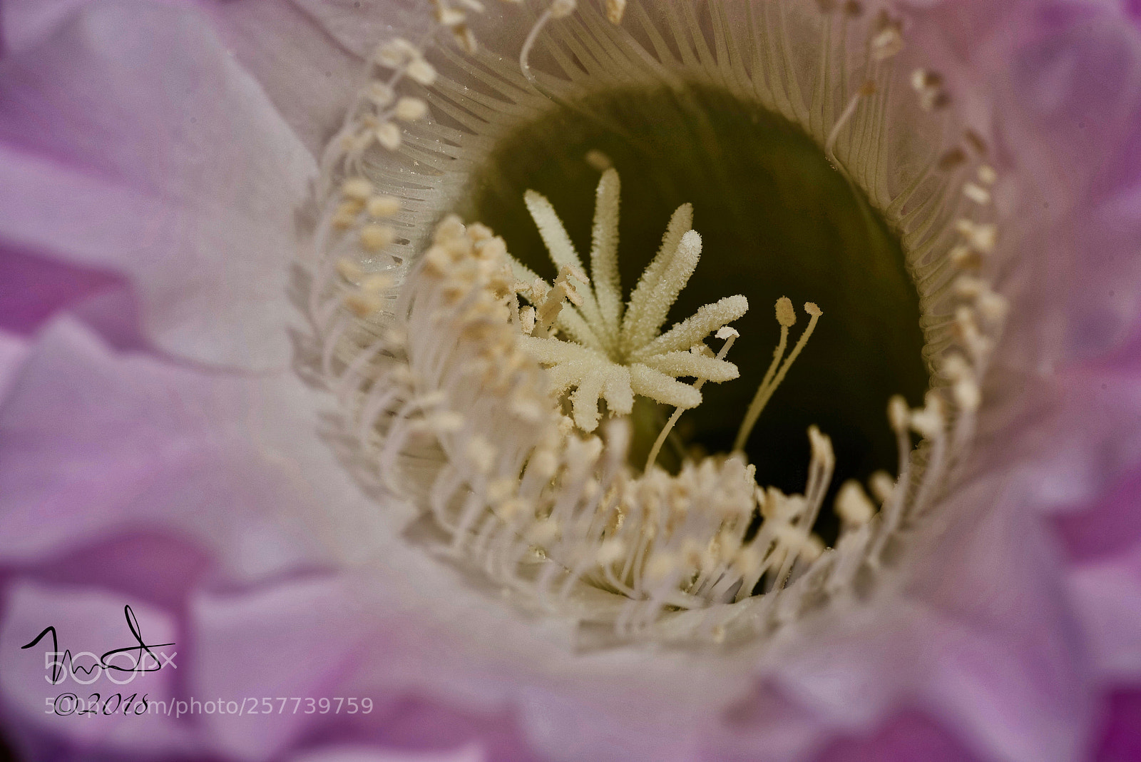 Nikon D750 sample photo. Cactus flower macro photography
