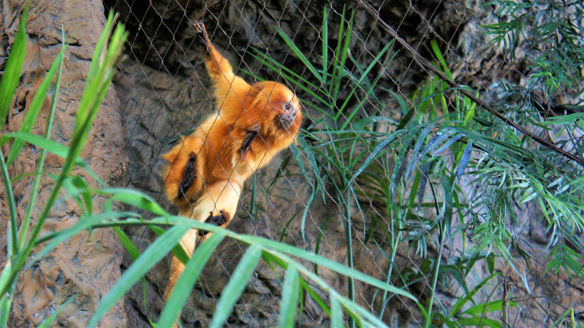 Sony Alpha NEX-5 sample photo. Golden lion tamarin photography