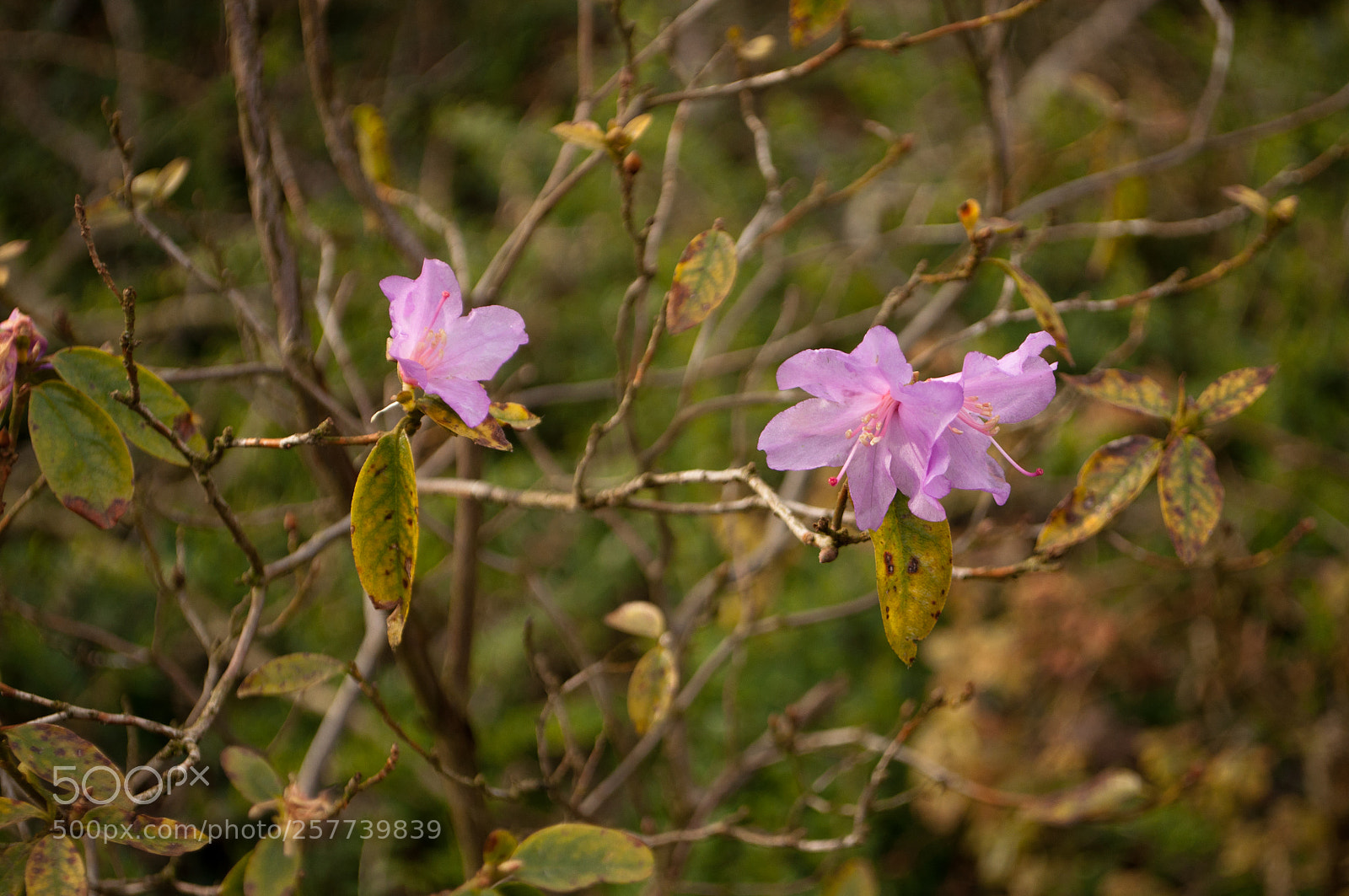 Nikon D90 sample photo. Pink flowers photography