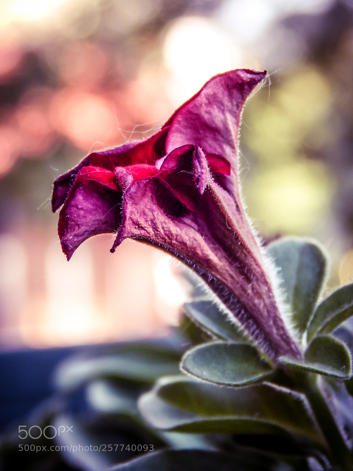 Nikon Coolpix L820 sample photo. Petunia photography