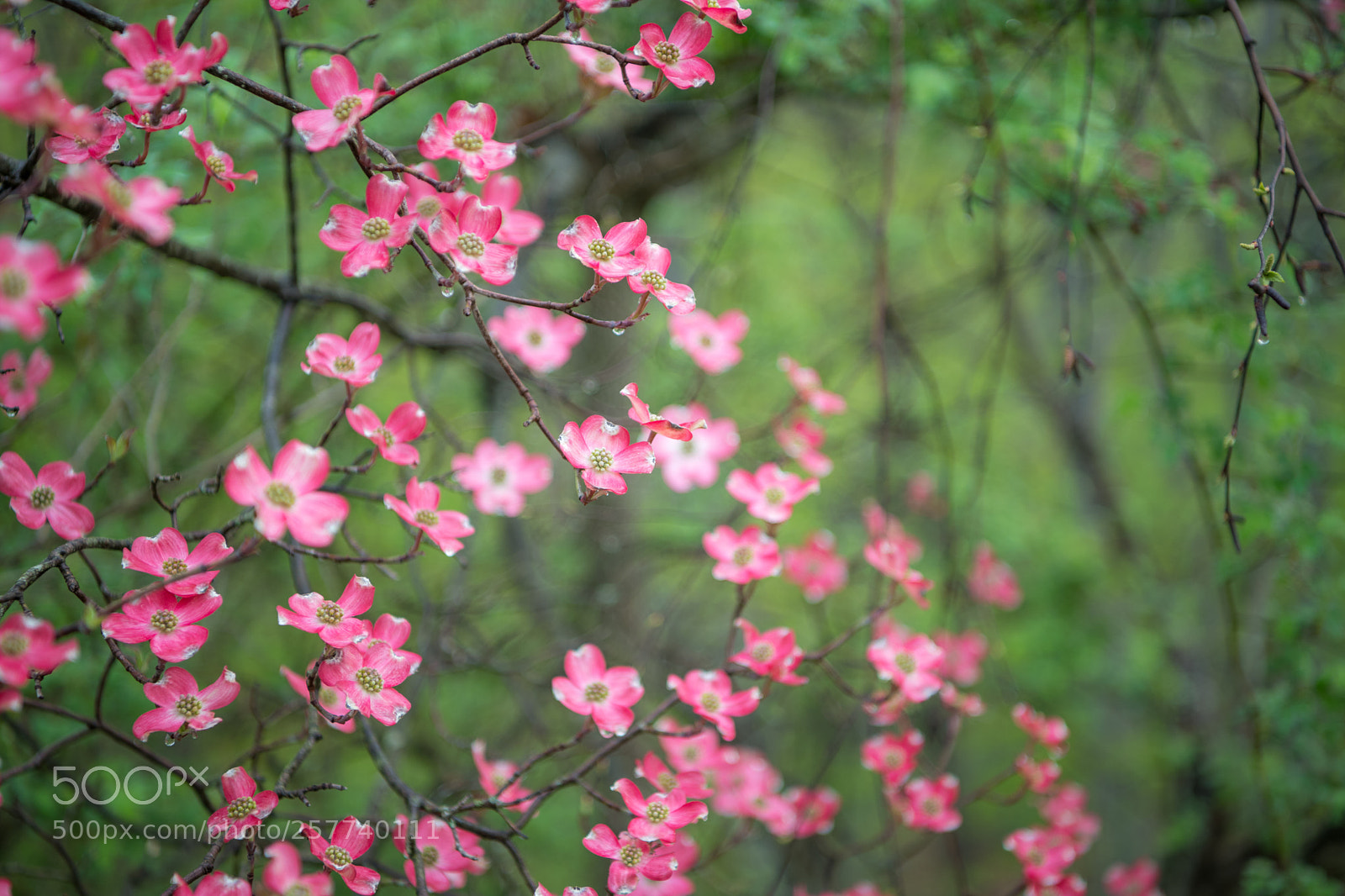 Nikon D850 sample photo. Dogwood  photography