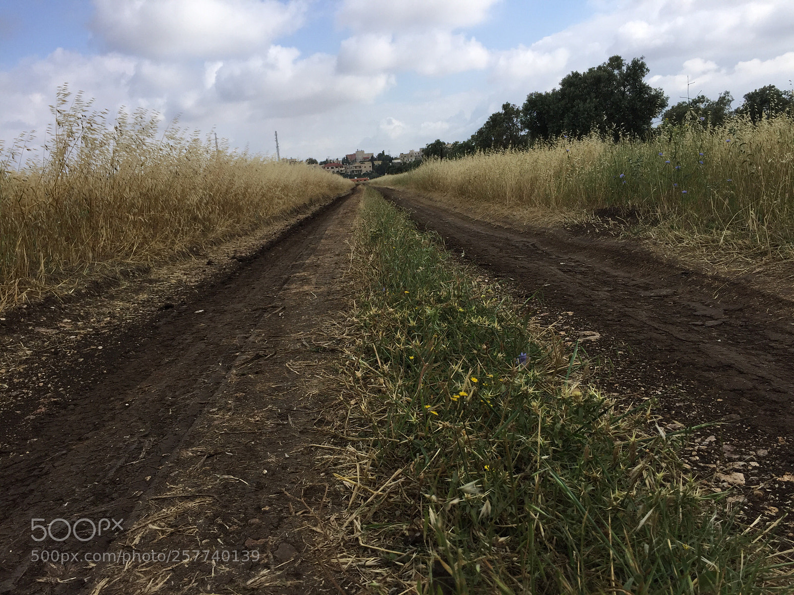 Apple iPhone 6 sample photo. Farm street photography