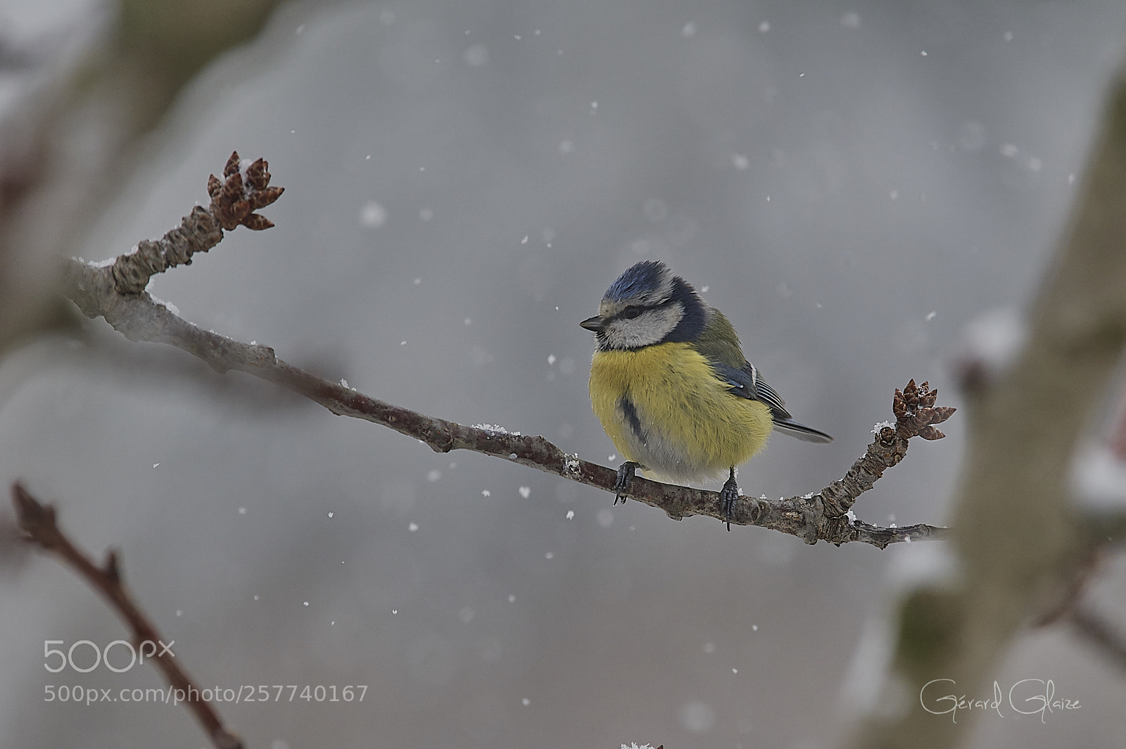 Nikon D500 sample photo. Eurasian blue tit photography