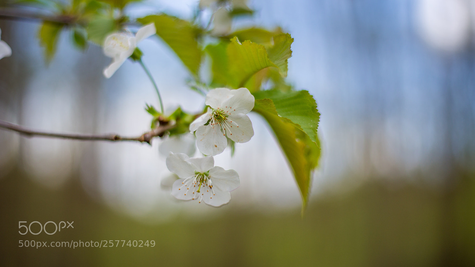Canon EOS 6D sample photo. Spring photography