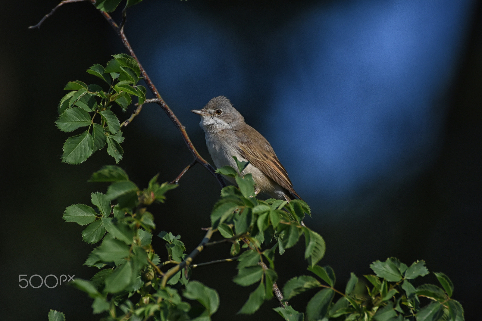 Nikon D7200 + Sigma 150-600mm F5-6.3 DG OS HSM | C sample photo. Pěnice photography