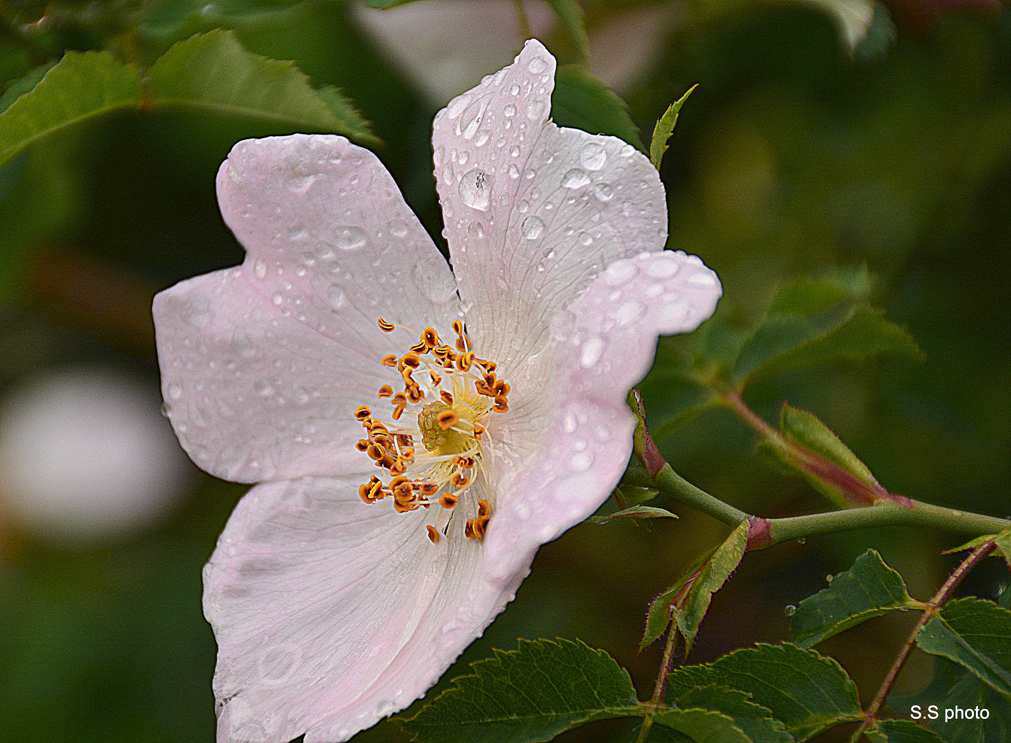 Nikon D7100 sample photo
