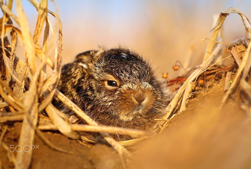 Canon EOS 80D + Canon EF 70-200mm F4L USM sample photo. Baby hare lepus europaeus photography