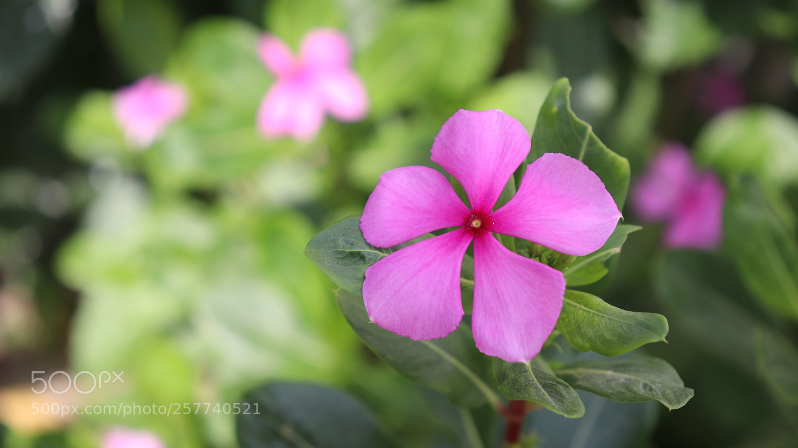 Canon EOS 800D (EOS Rebel T7i / EOS Kiss X9i) sample photo. Pink flower close up photography