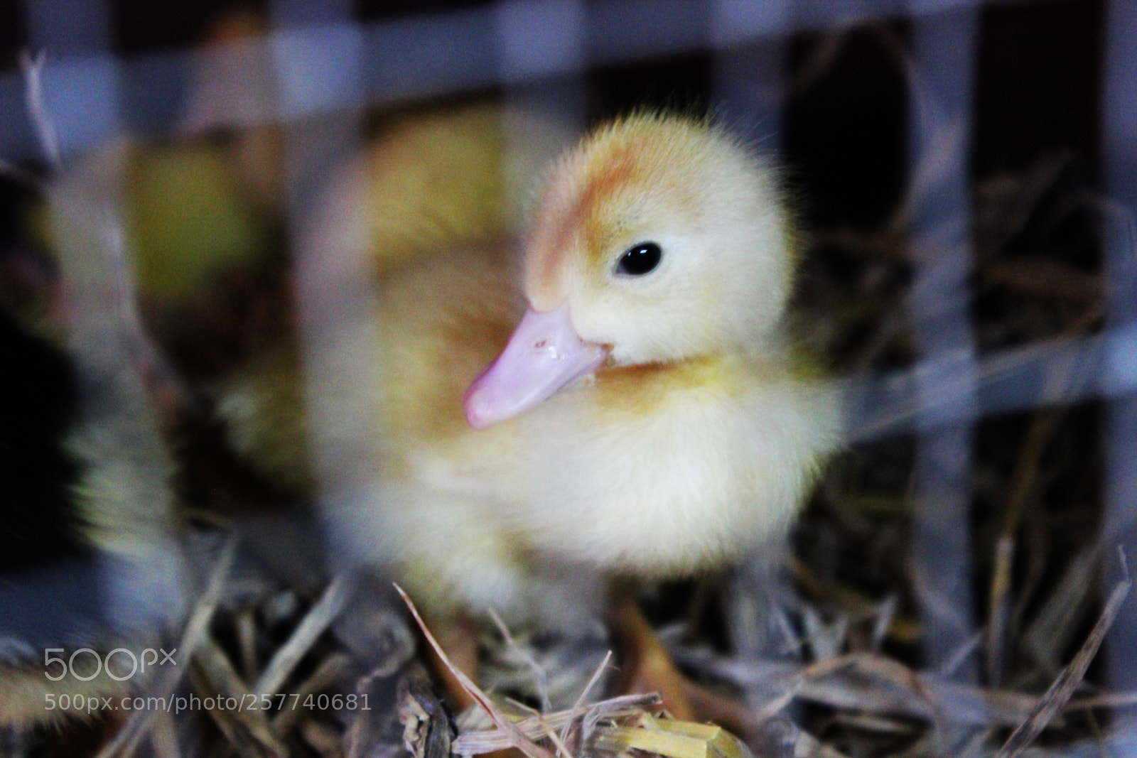 Canon EOS 600D (Rebel EOS T3i / EOS Kiss X5) sample photo. Duck photography
