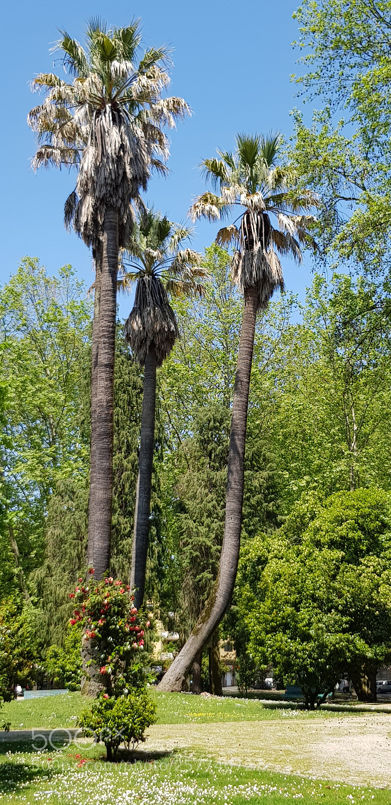 Samsung Galaxy S8 sample photo. City park photography