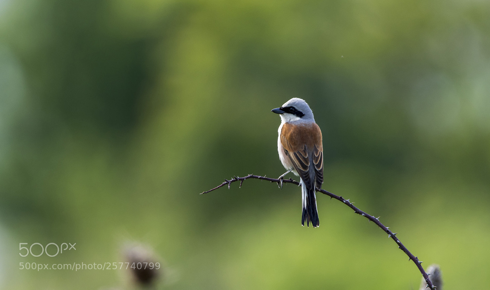 Canon EOS 7D Mark II sample photo. Red-backed shrike photography